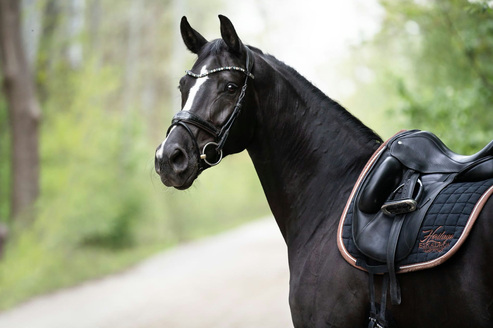 Dressurpferd mit Dressursattel und Trense