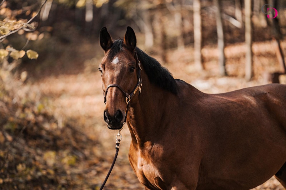 Pferd im Herbstlicht am Waldrand