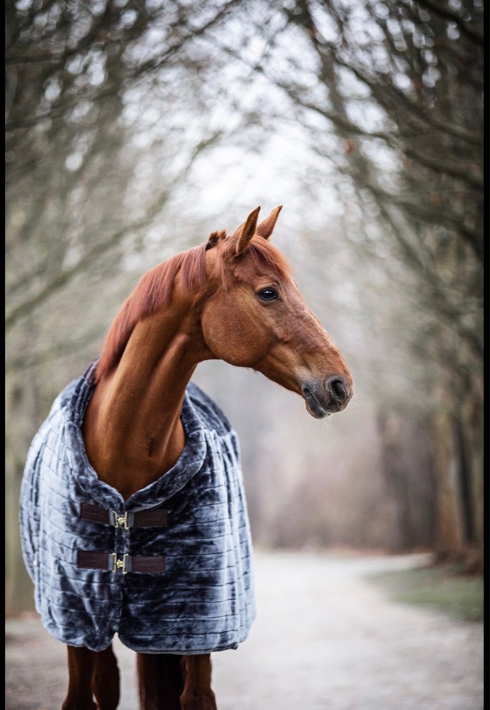 Pferd mit Winterdecke auf der Allee