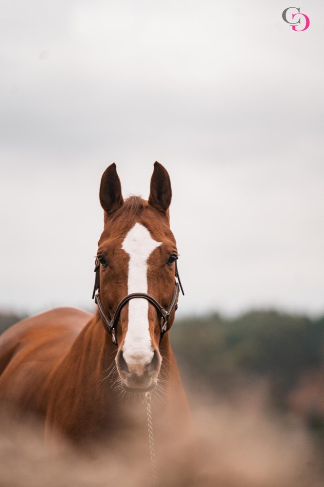 Pferd im Hochformat vor der Stallgasse
